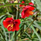 Pentapetes phoenicea SCARLET MALLOW SEEDS FJ