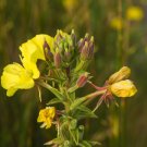 Oenothera biennis EVENING PRIMROSE - Classic Flower Seeds FJ