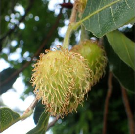 Fagus sylvatica EUROPEAN BEECH TREE Seeds FJ