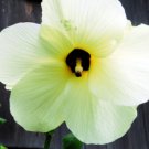 Abelmoschus manihot SUNSET HIBISCUS - hardy to zone 7 - 10 SEEDS FJ