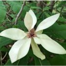 Magnolia tripetala UMBRELLA MAGNOLIA TREE SEEDS FJ