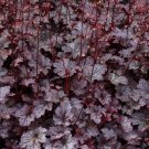 Heuchera Mixed New Varieties PURPLE SILVER & MORE Seeds FJ