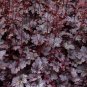 Heuchera Mixed New Varieties PURPLE SILVER & MORE Seeds FJ