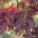 Albizia Summer Chocolate PURPLE MIMOSA TREE Seeds FJ