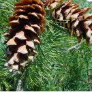 Pinus monticola WESTERN WHITE PINE TREE Seeds FJ
