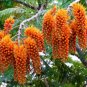 Colvillea racemosa UNIQUE TREE Seeds FJ