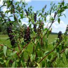 Phytolacca americana POKEWEED Seeds FJ