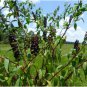 Phytolacca americana POKEWEED Seeds FJ