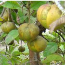 Docynia indica UNIQUE FRUIT TREE SEEDS FJ