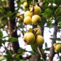 Docynia indica UNIQUE FRUIT TREE SEEDS FJ
