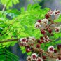 Acacia concinna ACACIA TREE Exotic SEEDS FJ