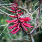 Erythrina herbacea CORAL BEAN - Exotic Red Flowers FJ