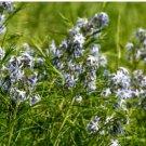 Amsonia hubrichtii BLUESTAR Perennial Seeds FJ