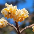 Edgeworthia chrysantha PAPERBUSH Fragrant Yellow Flowers - Shrub Seeds FJ