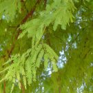 Prosopis chilensis CHILEAN MESQUITE TREE SEEDS FJ