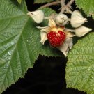 Rubus moluccanus MOLUCCA RASPBERRY Fruit Seeds FJ