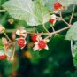 Rubus moluccanus MOLUCCA RASPBERRY Fruit Seeds FJ
