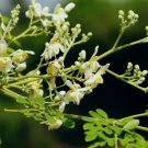Moringa oleifera HORSERADISH TREE Seeds FJ