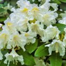 Rhododendron catawbiense Alba WHITE CATAWBA RHODODENDRON Seeds FJ