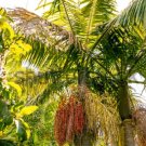 Archontophoenix cunninghamiana HARDY KING PALM Seeds FJ