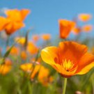 Eschscholzia californica ORANGE CALIFORNIA POPPY - PERENNIAL Seeds FJ