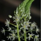 Ornithogalum caudatum PREGNANT ONION Seeds FJ