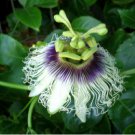 Passiflora edulis var flavicarpa YELLOW PASSIONFLOWER Exotic SEEDS FJ