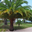 Washingtonia filifera HARDY FORM Zone 6b Seeds FJ