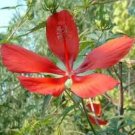 Hibiscus coccineus RED STAR HIBISCUS Seeds FJ