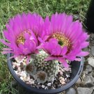 Echinocereus reichenbachii perbellus Hardy HEDGEHOG CACTUS SEEDS FJ