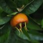 Mespilus germanica MEDLAR TREE Seeds FJ