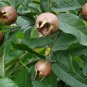 Mespilus germanica MEDLAR TREE Seeds FJ