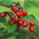 Lindera benzoin SPICEBUSH SHRUB Seeds FJ