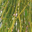 Viscum articulatum MISTLETOE Seeds FJ