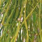 Viscum articulatum MISTLETOE Seeds FJ