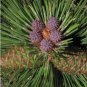 Pinus ponderosa PONDEROSA PINE TREE Seeds FJ