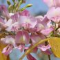 Gliricidia sepium QUICK STICK Seeds FJ
