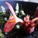 Zingiber rubens UNUSUAL GINGER Seeds FJ