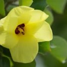 Hibiscus hamabo YELLOW HIBISCUS SEEDS FJ