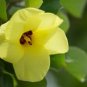 Hibiscus hamabo YELLOW HIBISCUS SEEDS FJ