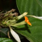 Mussaenda roxburghii EAST HIMALAYAN MUSSAENDA Seeds FJ