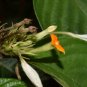 Mussaenda roxburghii EAST HIMALAYAN MUSSAENDA Seeds FJ