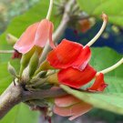 Helicteres isora RED SCREW TREE - SEEDS FJ