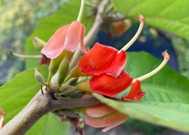 Helicteres isora RED SCREW TREE - SEEDS FJ