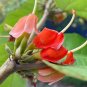 Helicteres isora RED SCREW TREE - SEEDS FJ