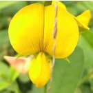 Crotalaria spectabilis SHOWY RATTLEBOX golden yellow flowers SEEDS FJ