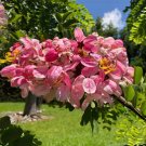 Cassia renigera BURMESE PINK SHOWER TREE pink flowers SEEDS FJ