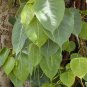 Ficus religiosa BO TREE Exotic Seeds FJ
