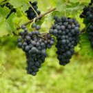 Vitis labrusca CONCORD GRAPE Seeds FJ