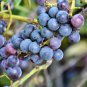 Vitis labrusca CONCORD GRAPE Seeds FJ